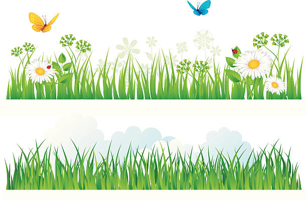 Summer grass  http://clck.ru/3ron8  grass borders stock illustrations
