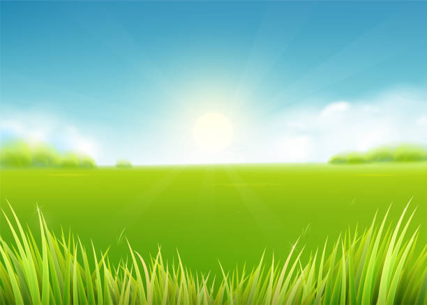 Summer meadow field. Nature background with sun, sunny rays, grass landscape Summer meadow field. Nature background with sun, sunny rays, green grass landscape, trees, clouds, sky. Farmland scene. Vector illustration highland park stock illustrations