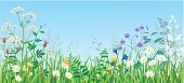 Illustration of summer meadow with wild flowers and herbs. EPS10.