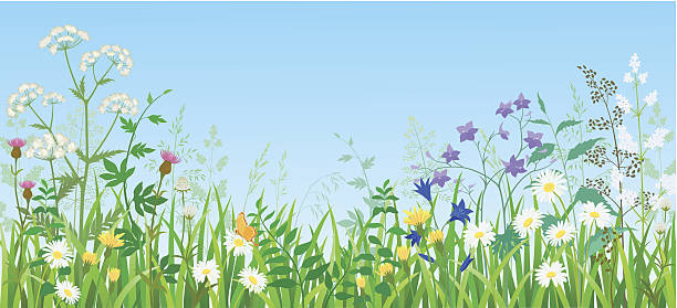 Summer meadow Illustration of summer meadow with wild flowers and herbs. EPS10. meadow stock illustrations