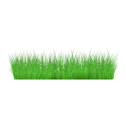 Summer, spring green grass and lawn border on isolated background in realistic style.