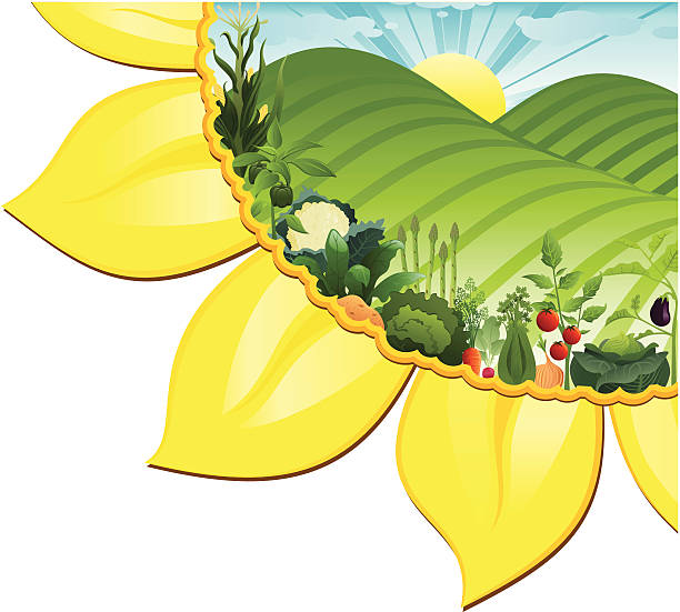 Sunflower and Vegetable Garden with Landscape vector art illustration