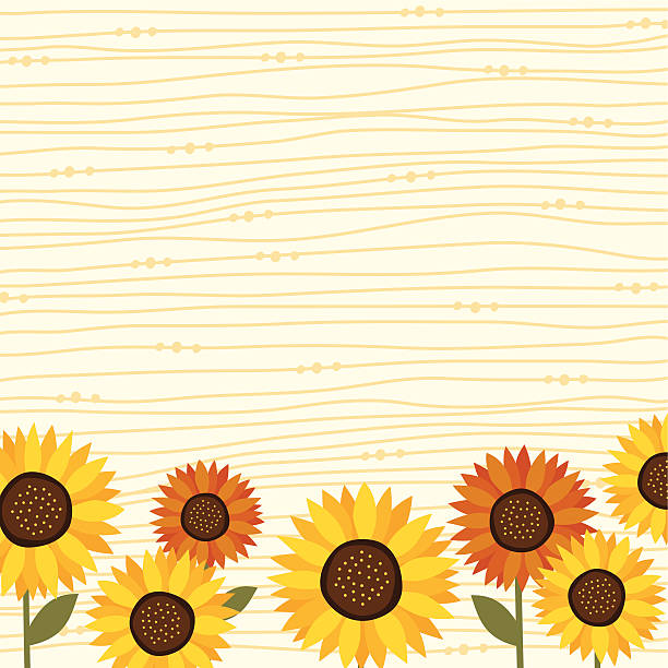 Sunflower backgrond vector art illustration