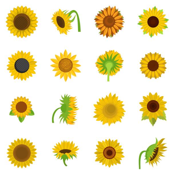 Sunflower Illustrations, Royalty-Free Vector Graphics ...