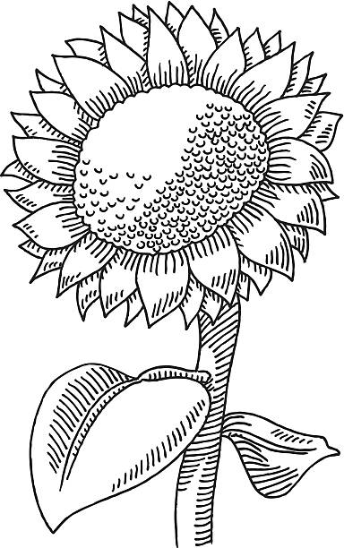 Download Best Black And White Sunflower Illustrations, Royalty-Free ...