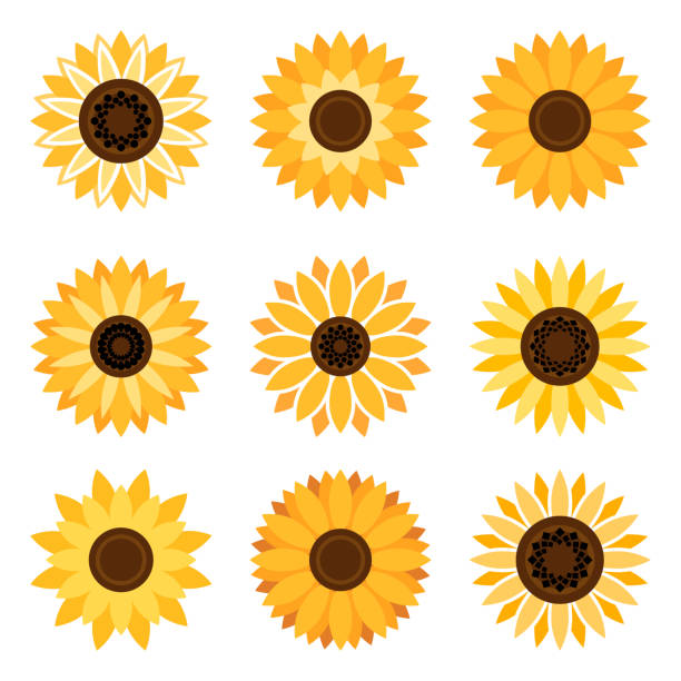 Download Top Sunflower Clip Art, Vector Graphics and Illustrations ...