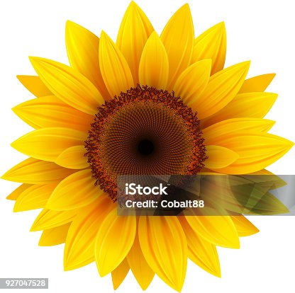 istock Sunflower flower isolated 927047528
