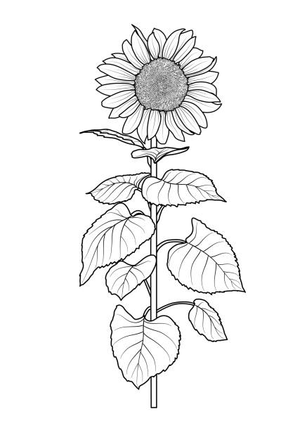 Sunflower for coloring book idolated on white background vector vector art illustration