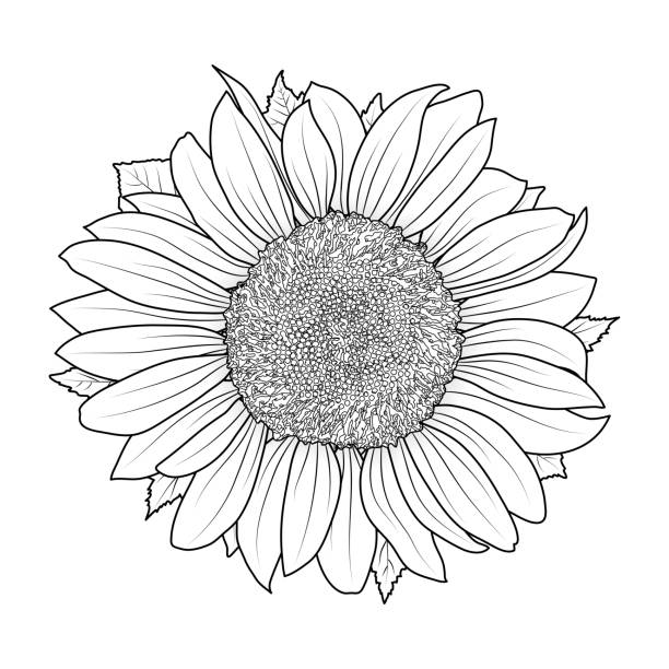 Sunflower for coloring book vector vector art illustration