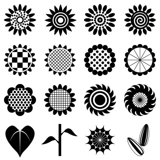 Free SVG Sunflower Clipart Black And White Svg 2911+ File Include SVG