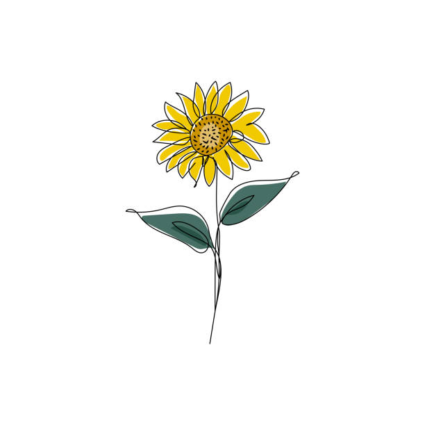 bildbanksillustrationer, clip art samt tecknat material och ikoner med sunflower in continuous one line drawing and coloring. modern minimalist art. vector illustration. - summer sweden