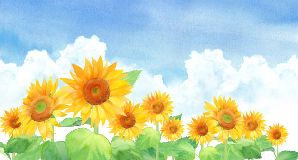 sonnenblumenlandschaft am blauen himmel und wolken, spurenvektor der aquarell-illustration - sonnenblume stock-grafiken, -clipart, -cartoons und -symbole