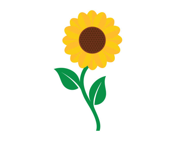 sonnenblume logo vektor-vorlage bild - sonnenblume stock-grafiken, -clipart, -cartoons und -symbole
