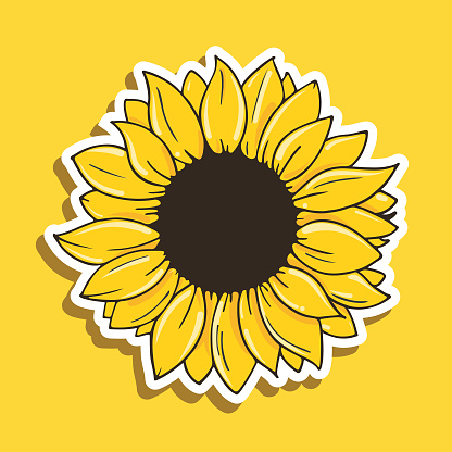 Vector sunflower with white border on a yellow background