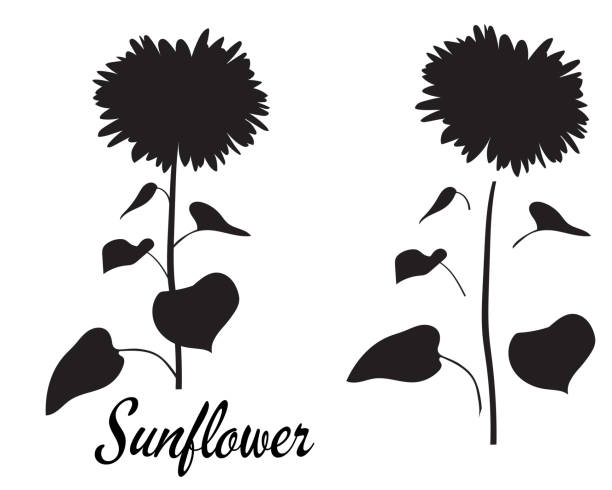 Download Silhouette Of Black And White Sunflower Illustrations ...