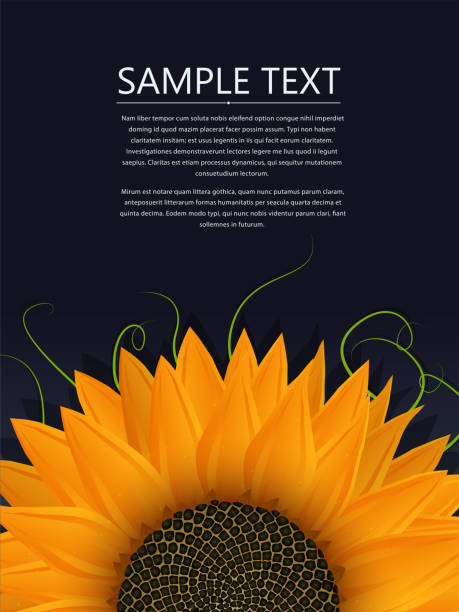 Sunflower text card vector art illustration