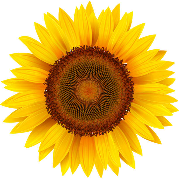 Royalty Free Sunflower Clip Art, Vector Images ...