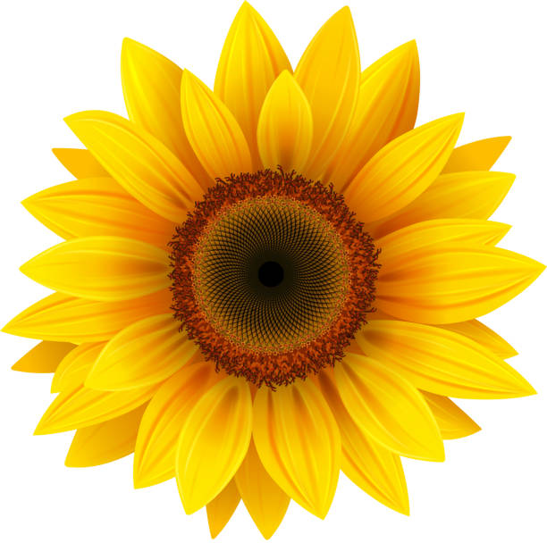 Sunflower White Background Illustrations, Royalty-Free ...