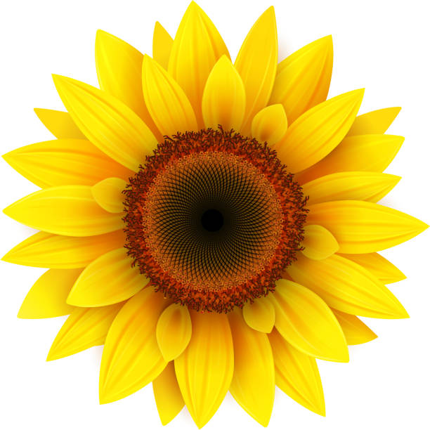 Download Royalty Free Sunflower Clip Art, Vector Images ...