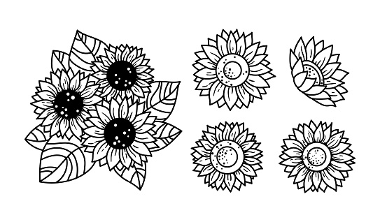 Sunflowers isolated clipart, Black and white floral decorative elements, line wildflower and leaves, botanical design items, bouquet with sunflowers - vector illustration