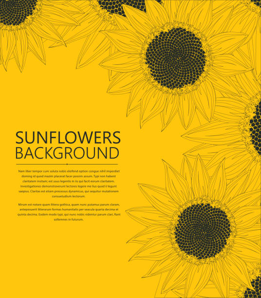 Sunflowers text card vector art illustration