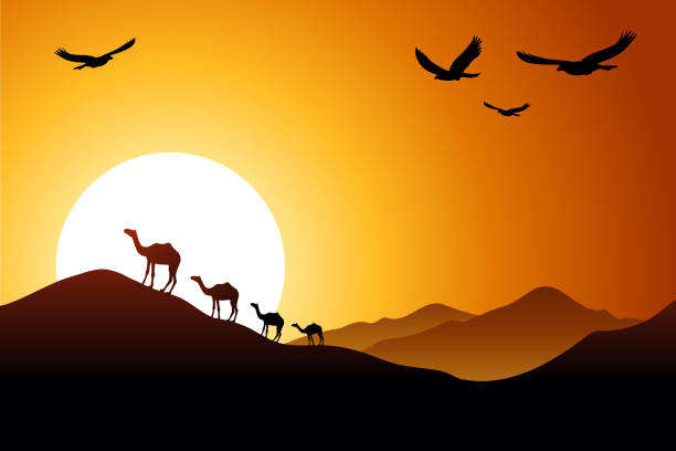 sunset in the desert A beautiful sunset over the barkhans of the desert, along which the camels go desert area silhouettes stock illustrations
