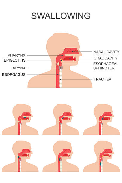 swallowing swallowing process, nose throat anatomy, medical illustration human throat anatomy stock illustrations