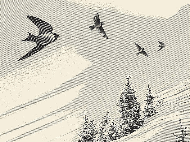 Swallows and Pine Trees Engraving-style illustration of swallows and pine trees. animal limb stock illustrations