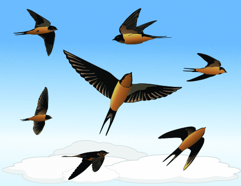 Swallows Flight