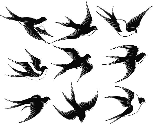 swallows vector art illustration