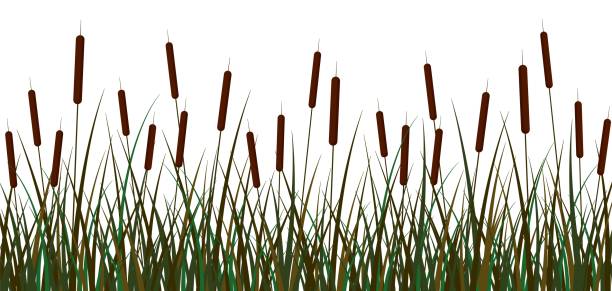 Swamp reeds background. Green swamp reed brown inflorescences bush with foliage. Swamp reeds background. Green swamp canes reed brown inflorescences bush with foliage open space beautiful vector botanical cattail ornament clipart pond river. cattail stock illustrations
