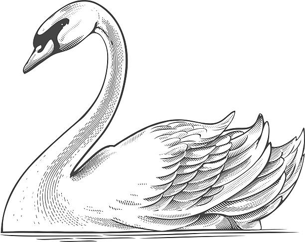 Swan in engraving style   Vector illustration, isolated, grouped, transparent background swan stock illustrations