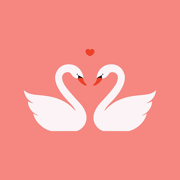 Swans Simple vector illustration of two white swans in love. Illustrator 10 EPS file. Global swatches make editing and recoloring easy. swan stock illustrations