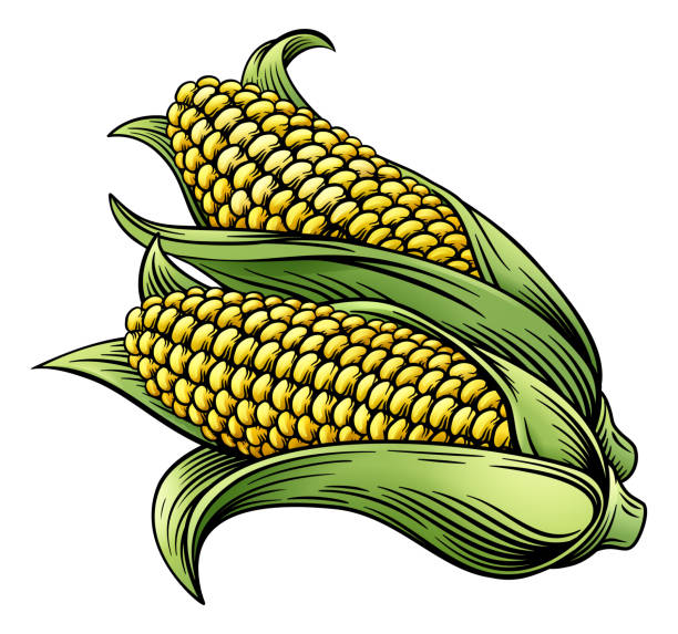 Sweet Corn Ear Maize Woodcut Etching Illustration A sweet corn ear maize woodcut print or etching vintage style illustration corn stock illustrations