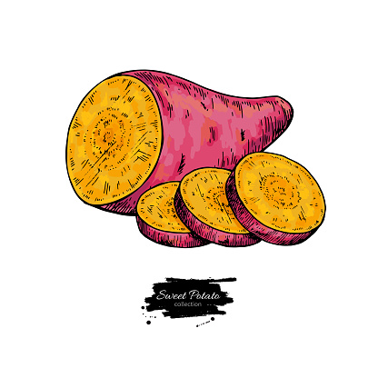 Sweet Potato Hand Drawn Vector Illustration Isolated Vegetable Stock