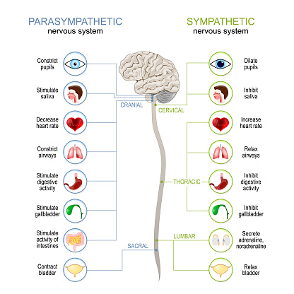 Sympathetic And Parasympathetic Nervous System. Difference. diagram with connected inner organs, brain and spinal cord. vector illustration