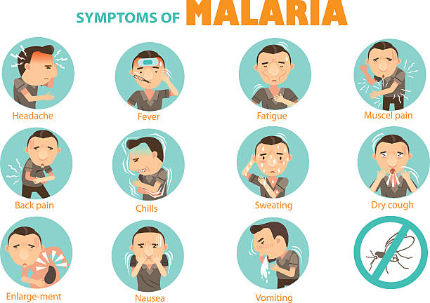 symptoms malaria Man malaria symptoms Info Graphics in the circle.Vector illustrations malaria parasite stock illustrations