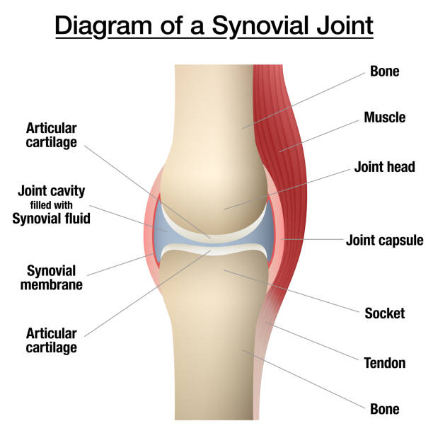 Synovial joint chart. Labeled anatomy infographic with two bones, articular cartilage, joint cavity, synovial fluid, muscle and tendon. Isolated vector illustration on white. Synovial joint chart. Labeled anatomy infographic with two bones, articular cartilage, joint cavity, synovial fluid, muscle and tendon. Isolated vector illustration on white. joint body part stock illustrations