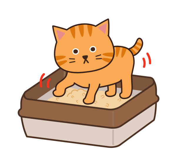 Tabby cat kneading cat litter. Vector illustration isolated on white background. kitten litter stock illustrations