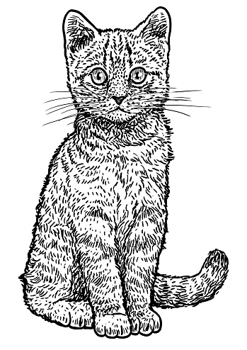 Tabby kitten illustration, drawing, engraving, ink, line art, vector