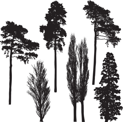 Tall tree silhouette collection