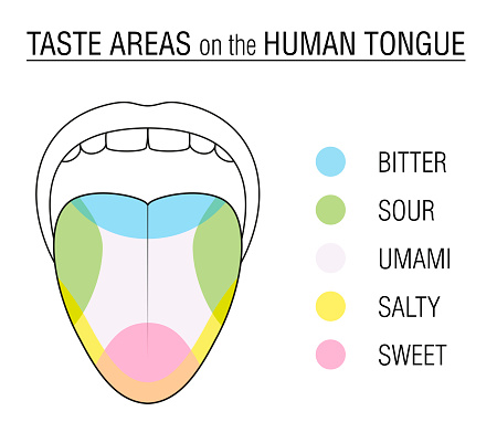 Taste areas of the human tongue - colored division with zones of taste buds for bitter, sour, sweet, salty and umami perception - educational, schematic vector illustration on white background.
