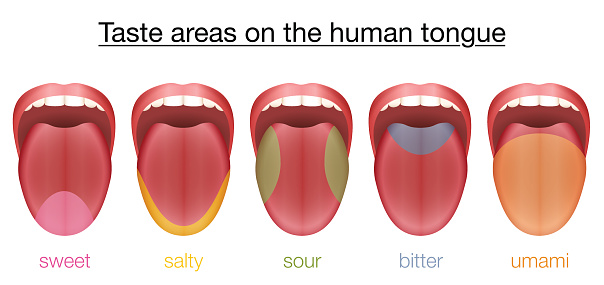 Taste areas of the human tongue - sweet, salty, sour, bitter and umami - with colored regions of the appropriate taste buds. Isolated vector illustration on white background.
