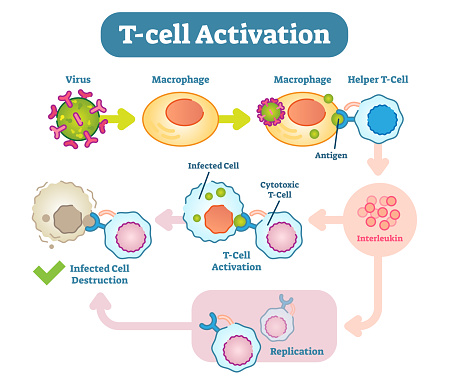T-Cell activation diagram, vector scheme illustration.