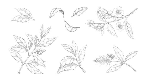Tea leaves. Hand drawn branches with flowers and foliage. Engraved Chinese morning black and green drink. Isolated botanical engraving sketches collection. Vector plant greenery set vector art illustration
