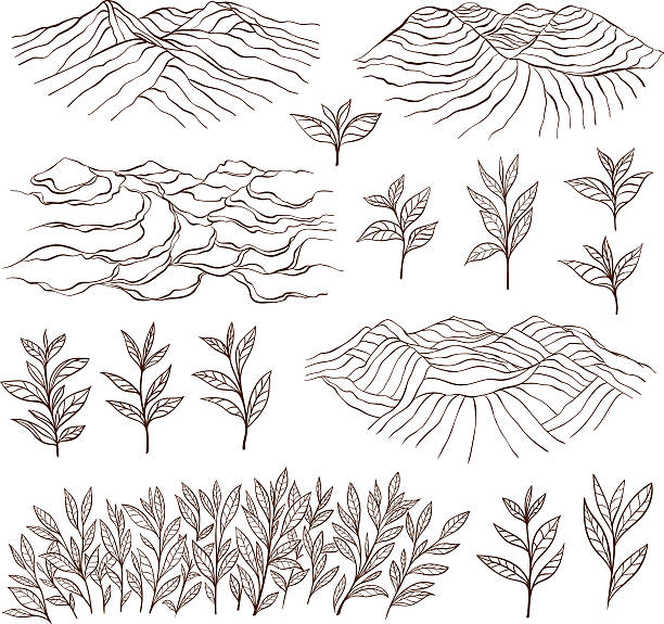 ilustrações, clipart, desenhos animados e ícones de meio às plantações de chá e plantas. - plantação
