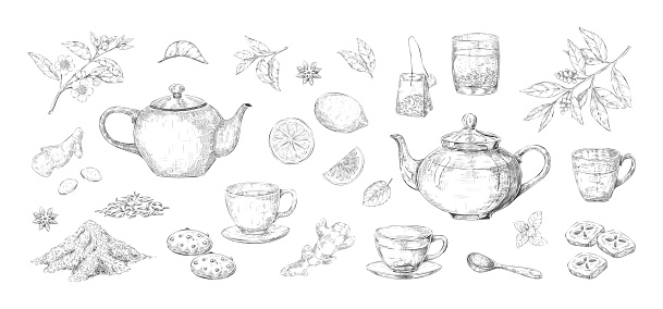 Tea set sketch. Hand drawn kettle and cup with green and black teabags. Citrus lemon or sugar pieces. Isolated anis and mint leaves. Vector teapot and glass of hot herbal drink engraving collection