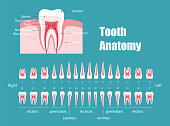 teeth anatomy, diagram vector illustraion