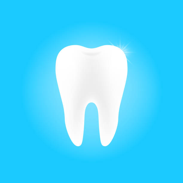 Best Tooth Enamel Illustrations, Royalty-Free Vector ...