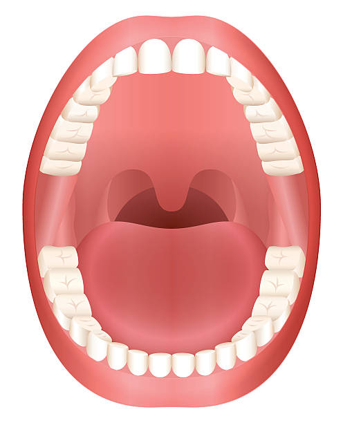 Teeth Open Mouth Adult Dentition Teeth - open adult mouth model with upper and lower jaw and its thirty-six permanent teeth. Abstract isolated vector illustration on white background. human mouth stock illustrations
